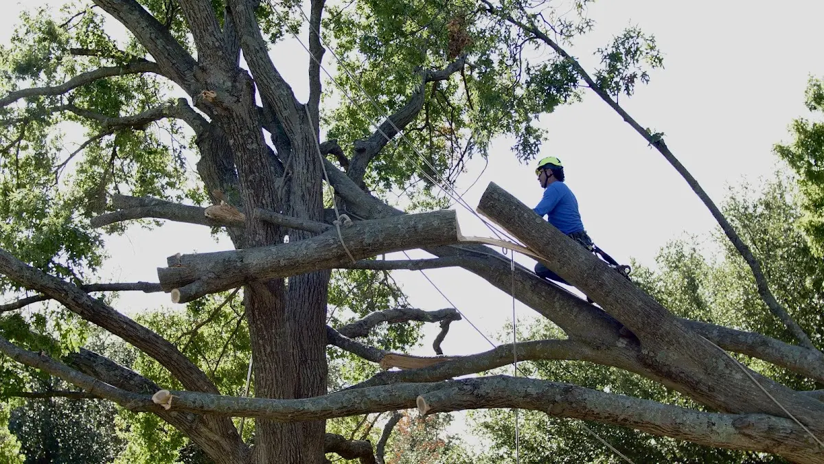 Professional Hazardous Tree Removal performed by certified arborists in Mc Intosh