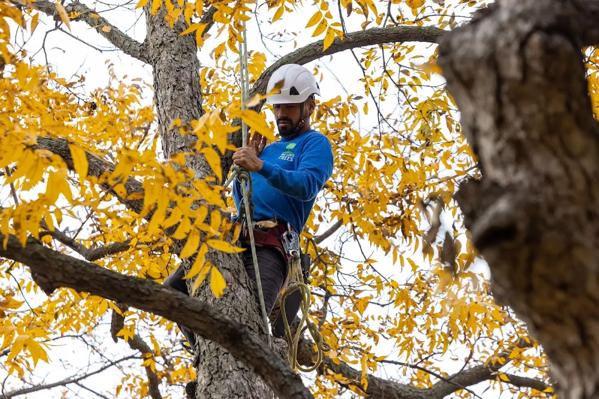 Skilled Tree Transplanting crew working in Mc Intosh